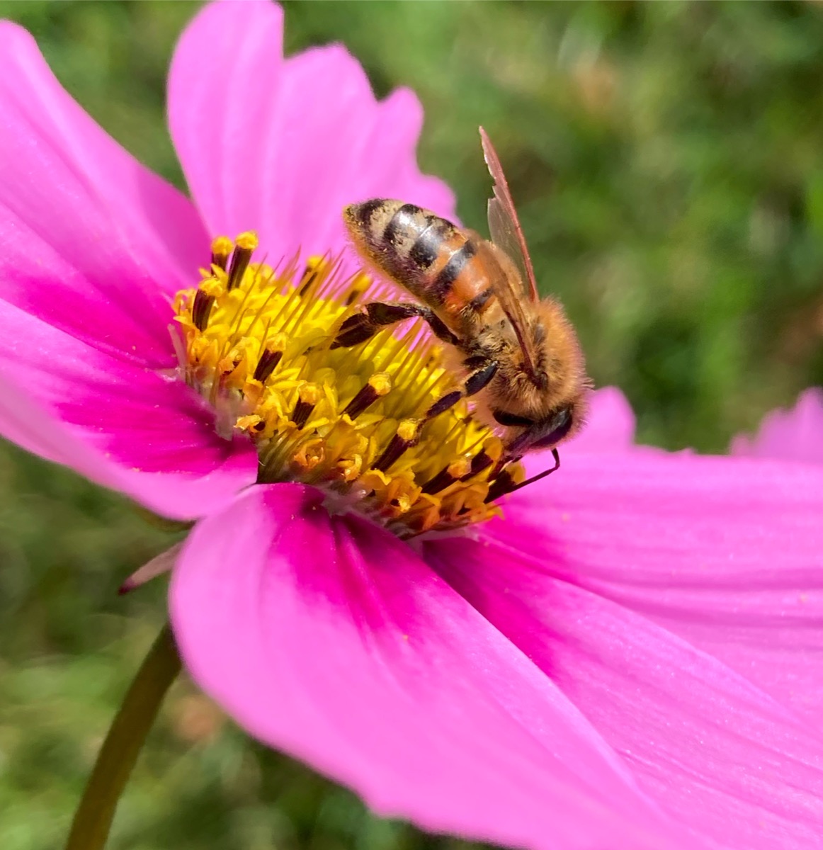 abeille sur fleur